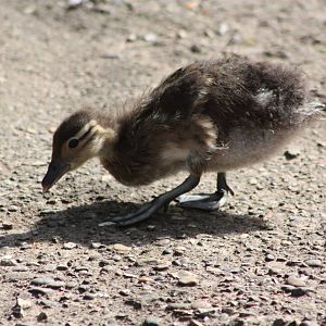 Duckling update, 15th June 2014