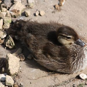 Duckling update, 15th June 2014
