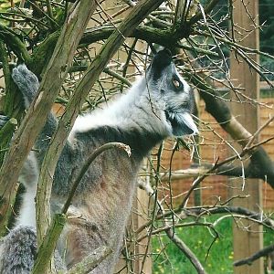 Ring-tailed Lemur, Spring 2013