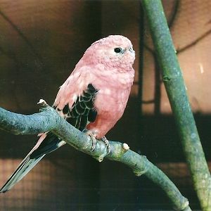 Bourke's Parakeet, Spring 2013