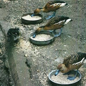 A bowl each, Spring 2013