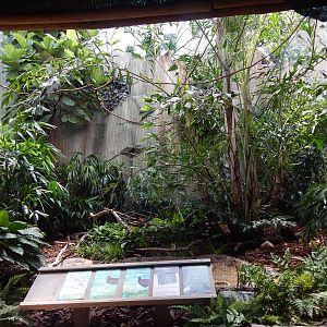 Jun. 2014 - Mahler Family Aviary - Perkin Robin + Madagascar Teal + Green-n