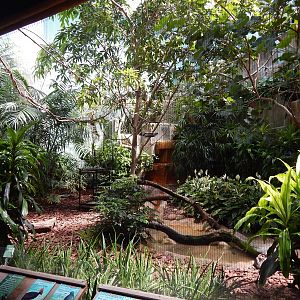 Jun. 2014 - Mahler Family Aviary - Rainforest Exhibit (5 Species)