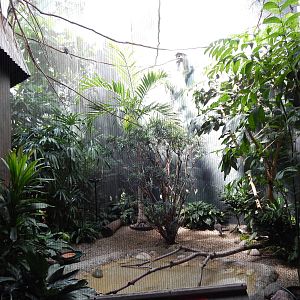 Jun. 2014 - Mahler Family Aviary - American Oystercatcher + Red-billed Horn