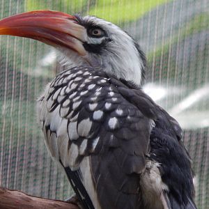Jun. 2014 - Mahler Family Aviary - Red-billed Hornbill