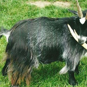 Tool use in an African Pygmy Goat, Summer 2013