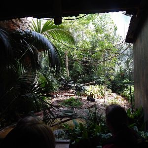 Jun. 2014 - Mahler Family Aviary - Congo Peafowl + Blue-billed Roller + Lad