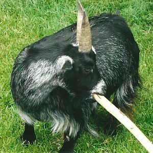 Tool use in an African Pygmy Goat, Summer 2013