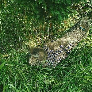 Grey Peacock Pheasant, Summer 2013