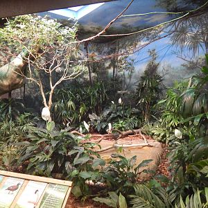 Jun. 2014 - Mahler Family Aviary - Guam Kingfisher + Laysan Teal + White-ch