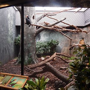 Jun. 2014 - Mahler Aviary - Rhinoceros Hornbill Exhibit