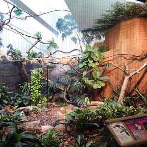 Jun. 2014 - Mahler Family Aviary - Green Aracari + Masked Lapwing + Tawny F