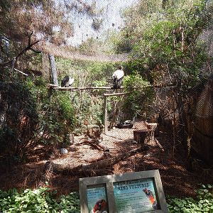Jun. 2014 - Mahler Family Aviary - King Vulture Exhibit