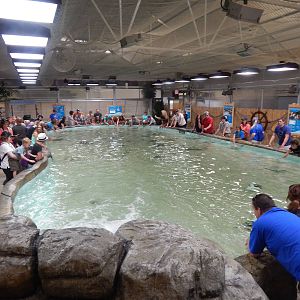 Jun. 2014 - Stingray and Shark Bay (6 Species)