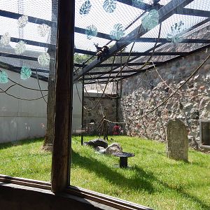 Jun. 2014 - Apes of Africa and Primates of the World - Black-handed Spider