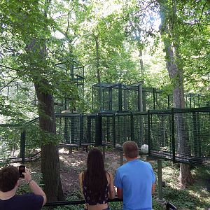 Jun. 2014 - Apes of Africa and Primates of the World - Outdoor Bonobo Area