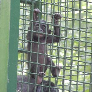 Jun. 2014 - Apes of Africa and Primates of the World - Baby Bonobo