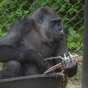 Jun. 2014 - Apes of Africa and Primates of the World - Famelle