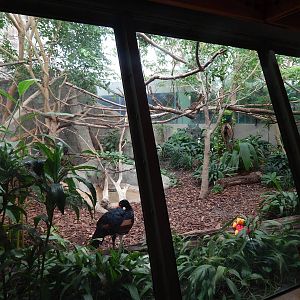 Jun. 2014 - Apes of Africa and Primates of the World - Goeldis Monkey + Wat