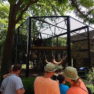 Jun. 2014 - Apes of Africa and Primates of the World - Outdoor Orangutan Ex