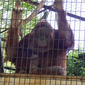 Jun. 2014 - Apes of Africa and Primates of the World - Tammy