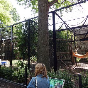 Jun. 2014 - Apes of Africa and Primates of the World - Outdoor Orangutan Ex