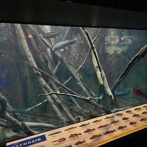 Jun. 2014 - Aquatic and Reptile Center - Lake Wisconsin Exhibit (32 Species