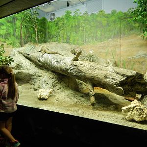 Jun. 2014 - Aquatic and Reptile Center - Grand Cayman Blue Iguana Exhibit