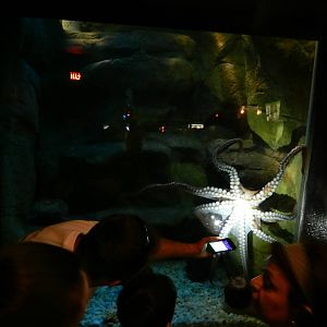 Jun. 2014 - Aquatic and Reptile Center - Giant Pacific Octopus Exhibit