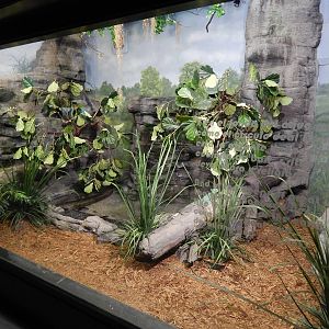 Jun. 2014 - Aquatic and Reptile Center - Green Anaconda + Plumed Basilisk E