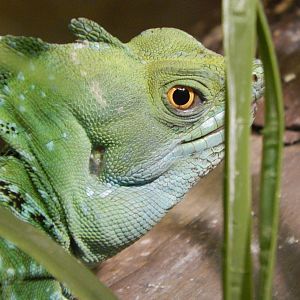 Jun. 2014 - Reptile and Aquatic Center - Plumed Basilisk