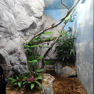 Jun. 2014 - Aquatic and Reptile Center - Green Tree Python Exhibit