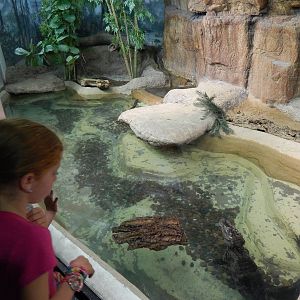 Jun. 2014 - Aquatic and Reptile Center - Chinese Alligator + Red-eared Slid