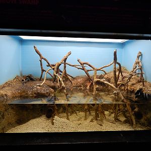 Jun. 2014 - Aquatic and Reptile Center - Mangrove Swamp Exhibit (4 Species)