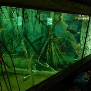 Jun. 2014 - Aquatic and Reptile Center - Amazon Exhibit (7 Species)