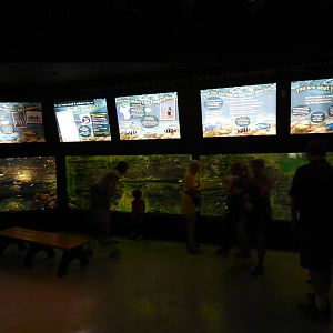 Jun. 2014 - Aquatic and Reptile Center - African Cichlid Tank (8 Species)