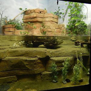 Jun. 2014 - Aquatic and Reptile Center - Black-knobbed Map Turtle + Eastern