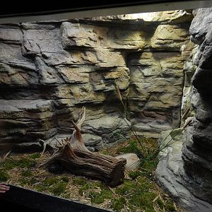 Jun. 2014 - Aquatic and Reptile Center - Eastern Massasauga Exhibit