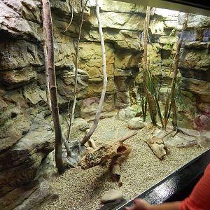 Jun. 2014 - Aquatic and Reptile Center - Eastern Ribbon Snake + Plains Gart