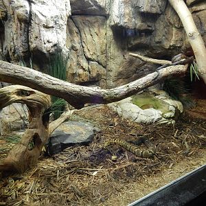 Jun. 2014 - Aquatic and Reptile Center - Midland Rat Snake + Bullsnake + Ti