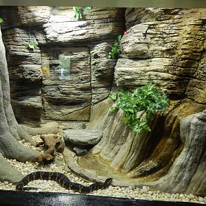 Jun. 2014 - Aquatic and Reptile Center - Taylors Cantil Exhibit