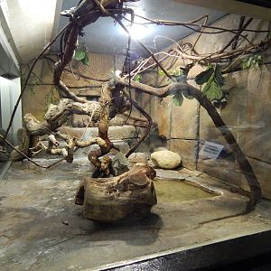 Jun. 2014 - Aquatic and Reptile Center - Black Tree Monitor Exhibit