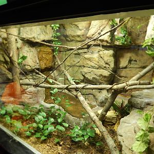 Jun. 2014 - Aquatic and Reptile Center - Ornate Flying Snake Exhibit