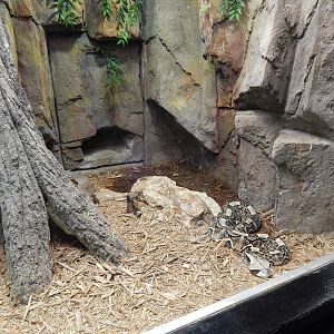 Jun. 2014 - Aquatic and Reptile Center - Red-spotting Cobra + Rhinoceors Vi