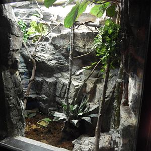 Jun. 2014 - Aquatic and Reptile Center - Oustalet's Chameleon + Tomato Frog