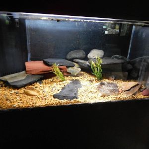 Jun. 2014 - Aquatic and Reptile Center - Eastern Hellbender Exhibit