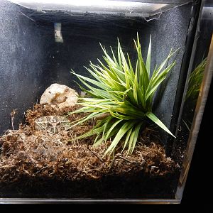 Jun. 2014 - Aquatic and Reptile Center - Ornate Horned Frog Exhibit