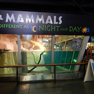 Jun. 2014 - Small Mammals - River Otter Exhibit