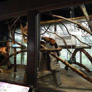 Jun. 2014 - Aquatic and Reptile Center - Red-ruffed Lemur Exhibit