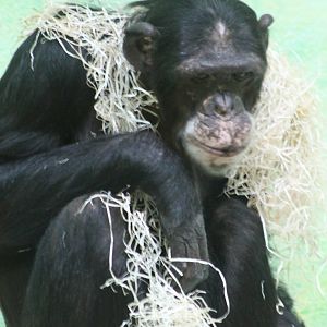 Chimp
